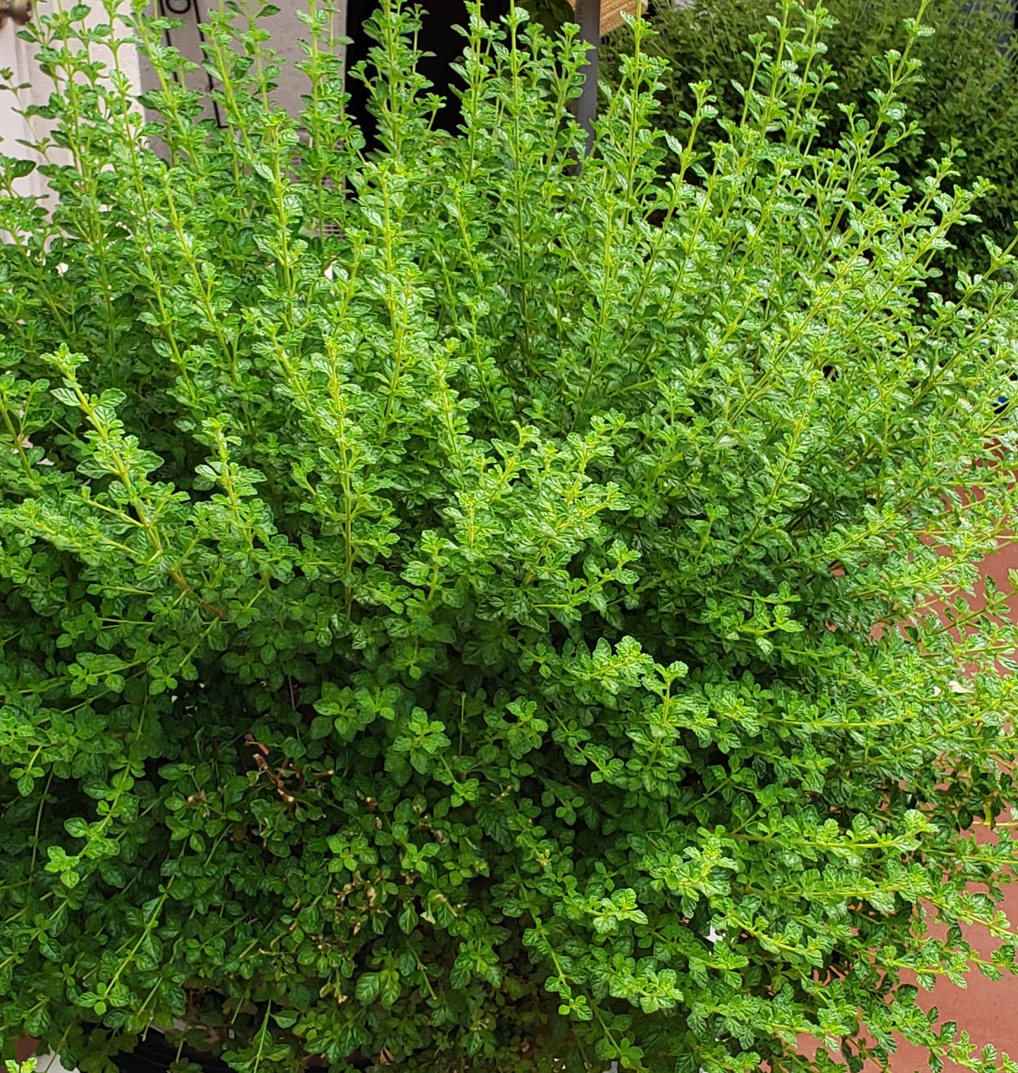 Guyana Fine Leaf Thyme NEW LARGER PACKS Organic No Pesticides Portuguese Thyme Thymus Vulgaris