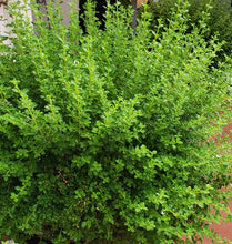 Load image into Gallery viewer, Guyana Fine Leaf Thyme NEW LARGER PACKS Organic No Pesticides Portuguese Thyme Thymus Vulgaris