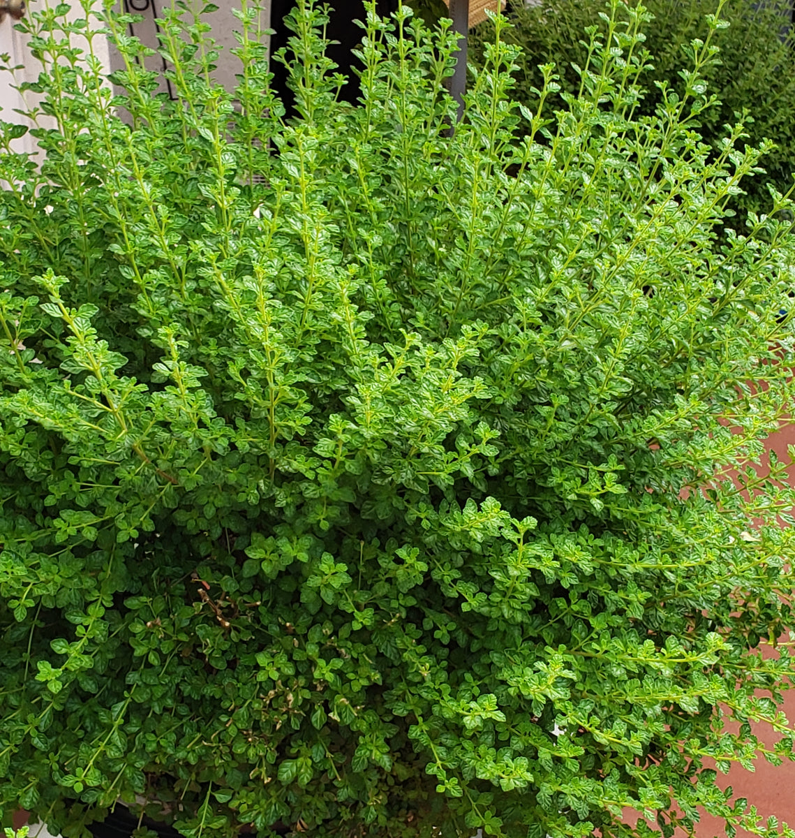 Guyana Fine Leaf Thyme Organic No Pesticides Hydroponic Portuguese Thy